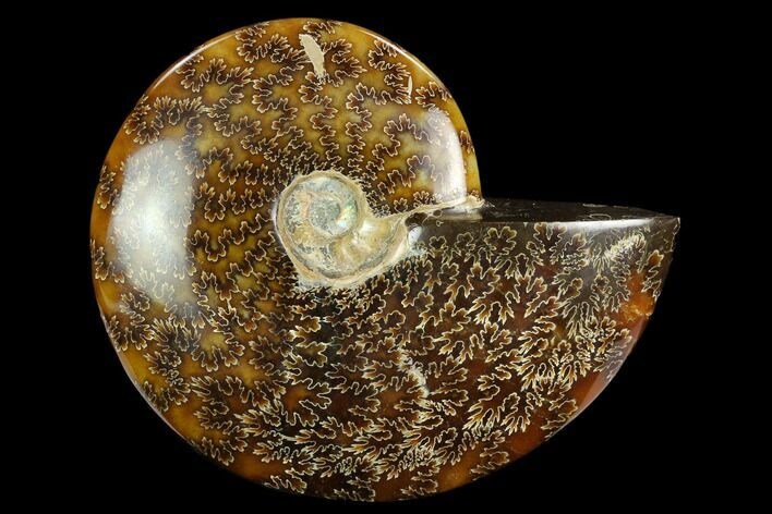 Polished Ammonite (Cleoniceras) Fossil - Madagascar #127209